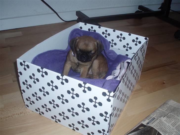 Blanding af racer Oda billede 12