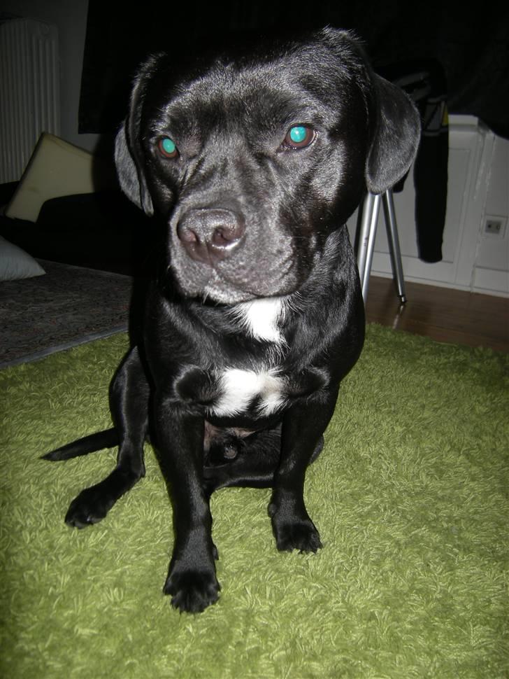 Blanding af racer Mario - Søde Mario billede 1