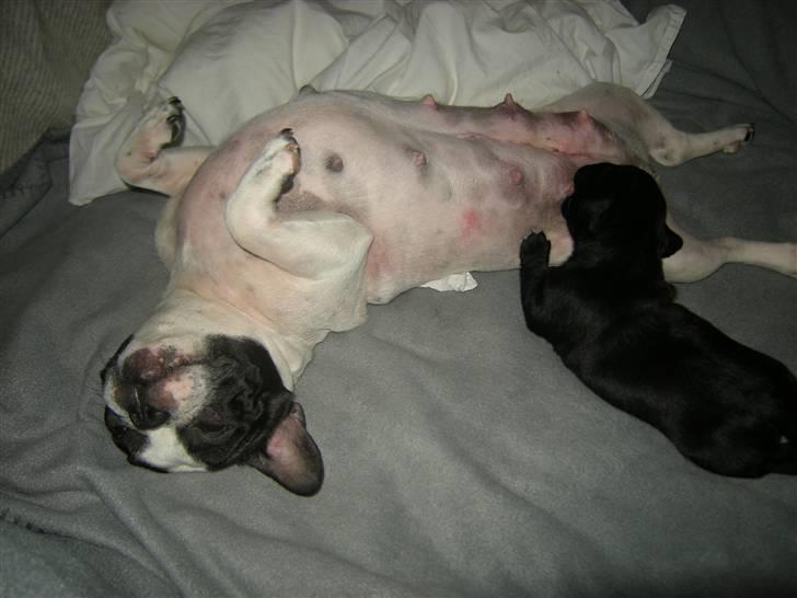 Blanding af racer Mario - Dejlig mælk du har mor (^^,) billede 3