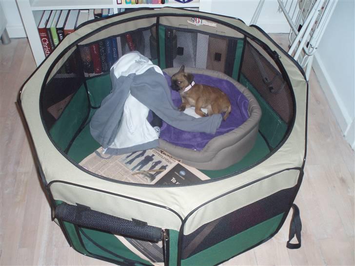 Blanding af racer Oda billede 13