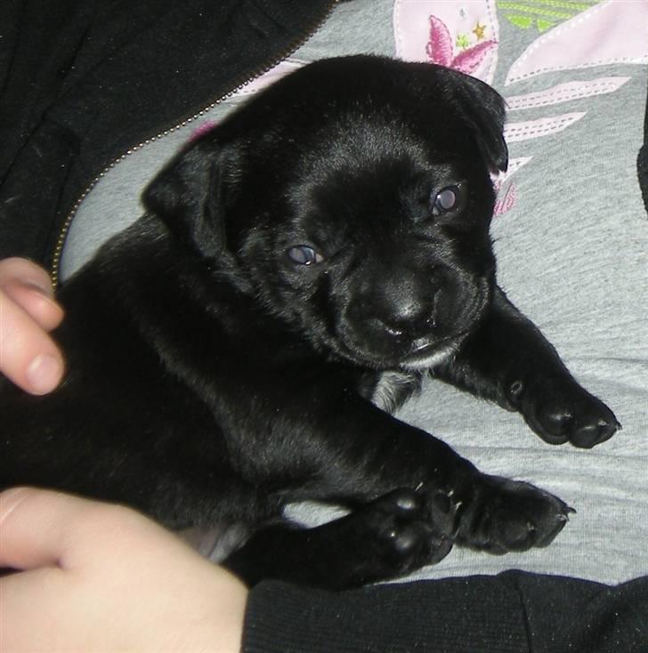 Blanding af racer Mario - Smukke Mario :) billede 5