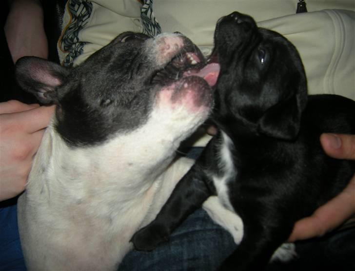 Blanding af racer Mario - Så leger vi :) billede 7