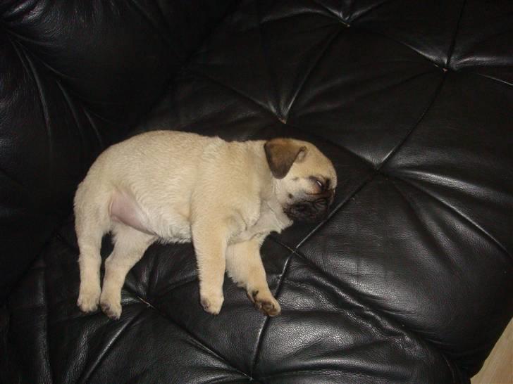 Mops Nulle billede 1