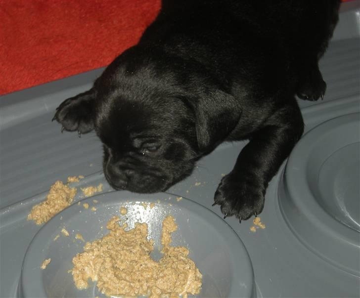 Blanding af racer Mario - Marios første måltid :) Umm det smager da ikke så dårligt (^^,) Mums billede 9