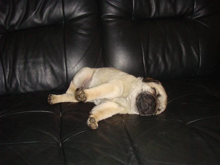 Mops Nulle billede 2