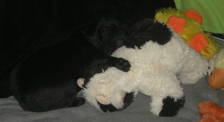 Blanding af racer Mario - Jeg putter mig ind til bamsen, det er dejligt :) billede 10