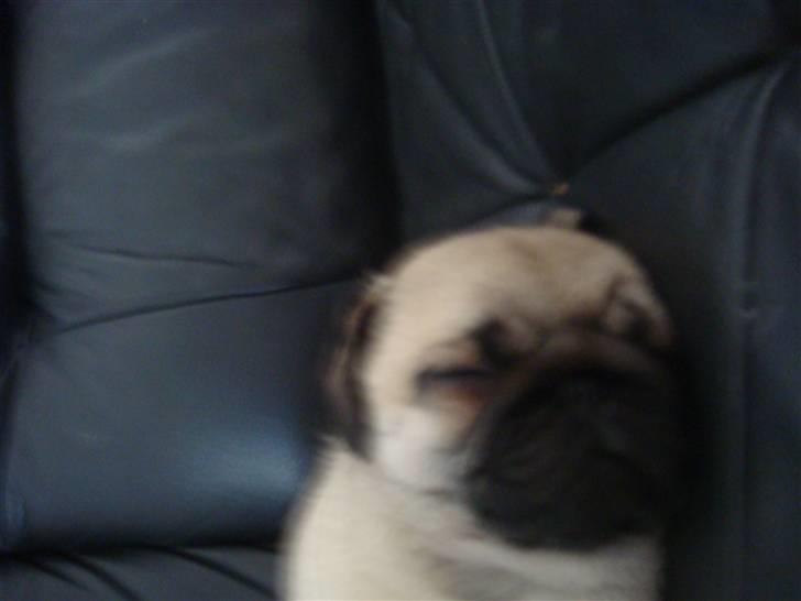 Mops Nulle billede 3