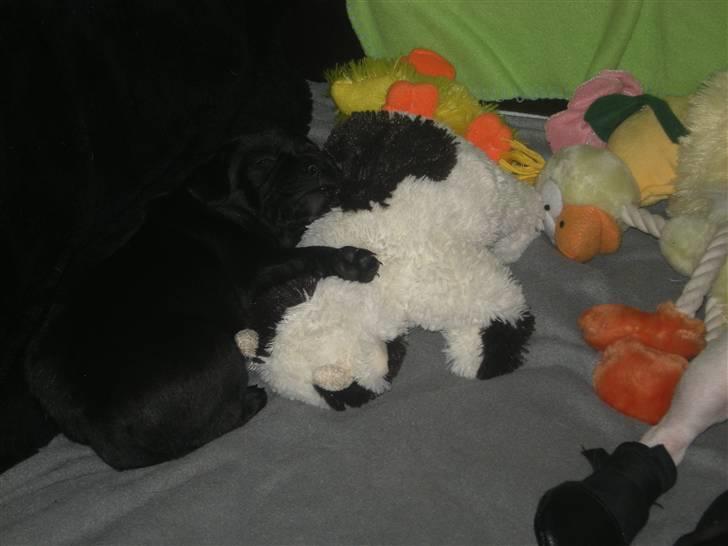 Blanding af racer Mario - Så skal der rigtig puttes :) billede 11