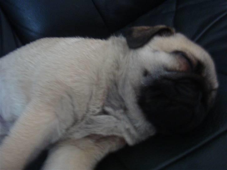 Mops Nulle billede 4