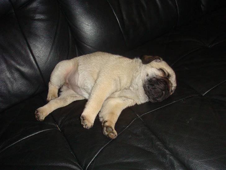 Mops Nulle billede 5