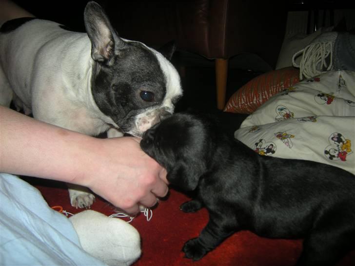 Blanding af racer Mario - Jubii vi leger :) billede 12