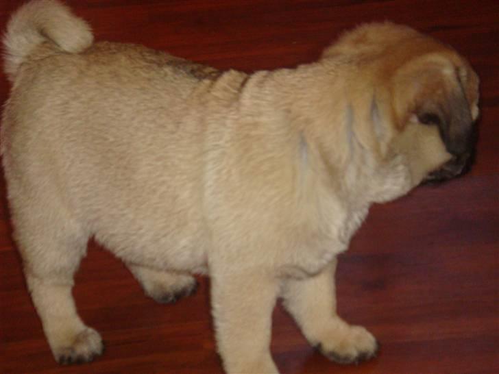 Mops Nulle billede 6