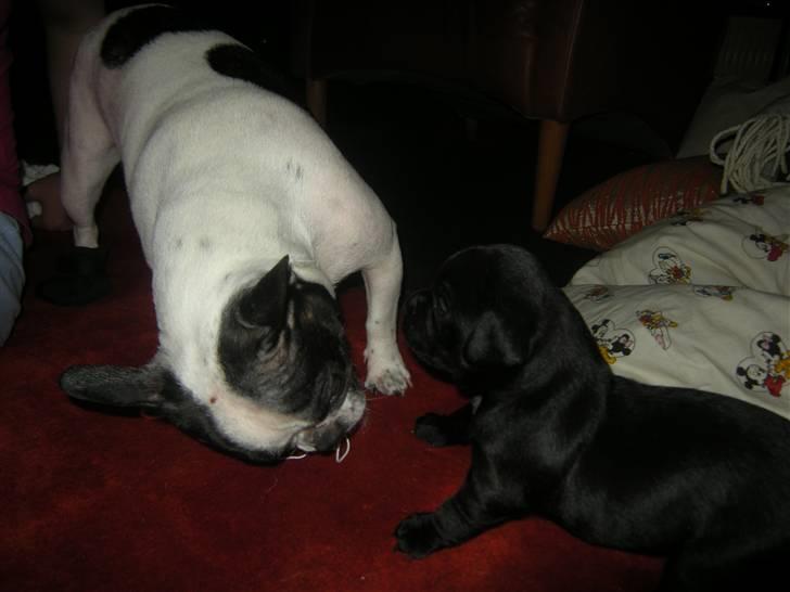 Blanding af racer Mario - Elsker at lege :) billede 13