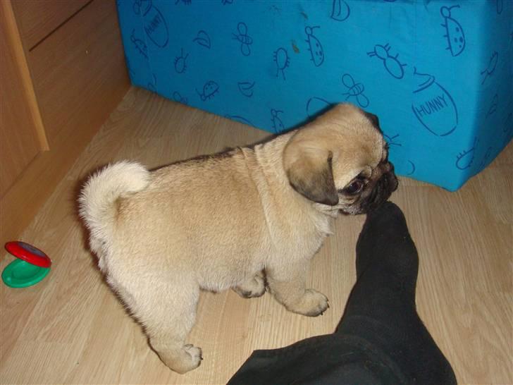 Mops Nulle billede 7