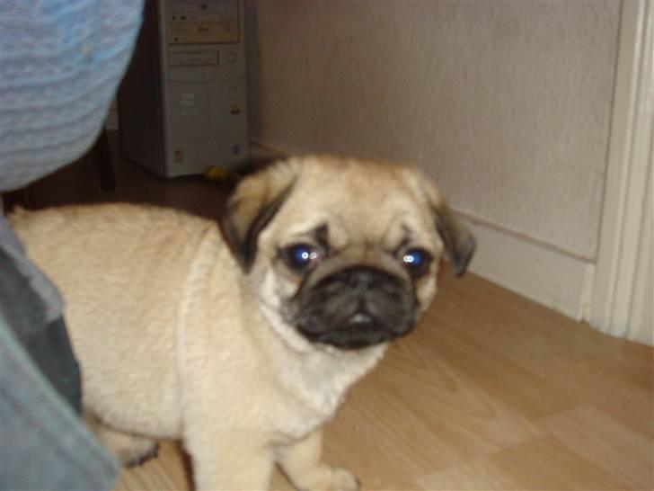 Mops Nulle billede 8