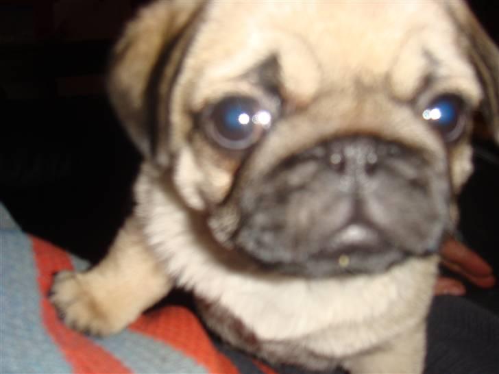 Mops Nulle billede 9