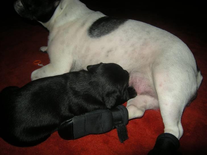 Blanding af racer Mario - Må have mig en slurk mælk, efter alt den leg søde mor : ) billede 16