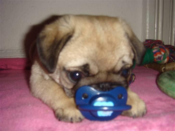 Mops Nulle billede 10