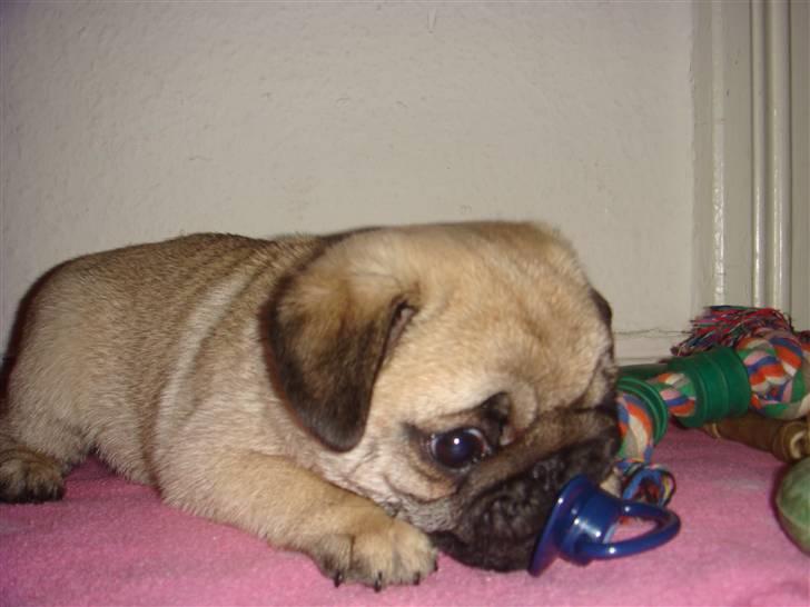 Mops Nulle billede 11