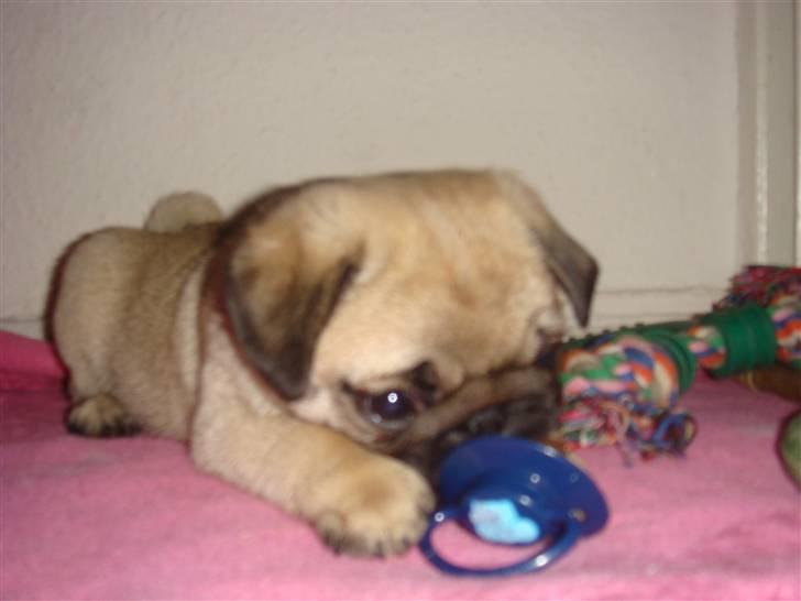 Mops Nulle billede 12