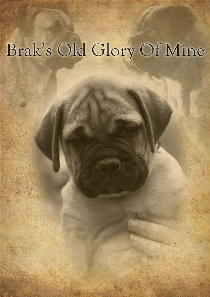 Bullmastiff Pi - min collage billede 1