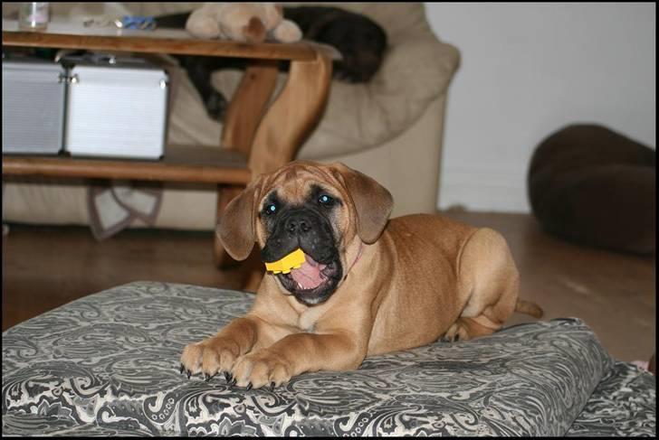 Bullmastiff Pi - hvilket legetøj?? billede 2