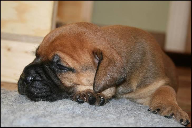 Bullmastiff Pi billede 3