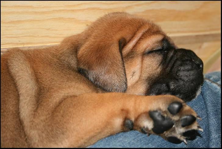 Bullmastiff Pi billede 4