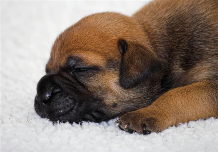 Bullmastiff Pi billede 5