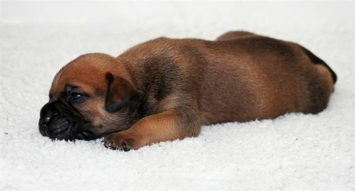 Bullmastiff Pi billede 6