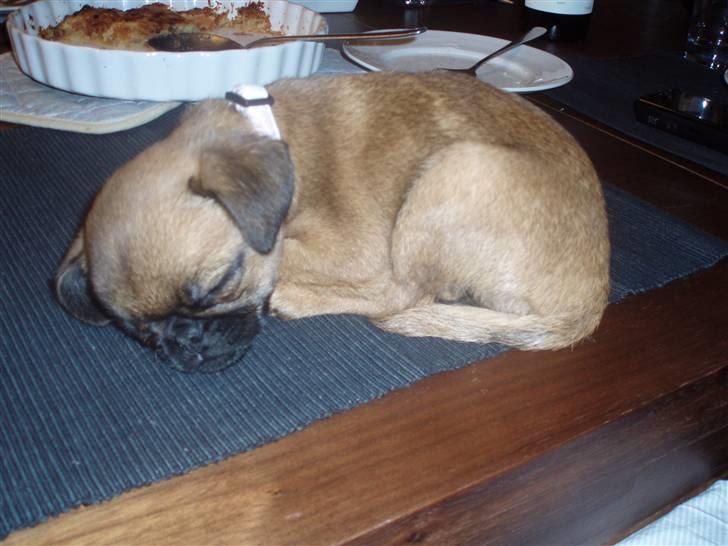 Blanding af racer Oda billede 15