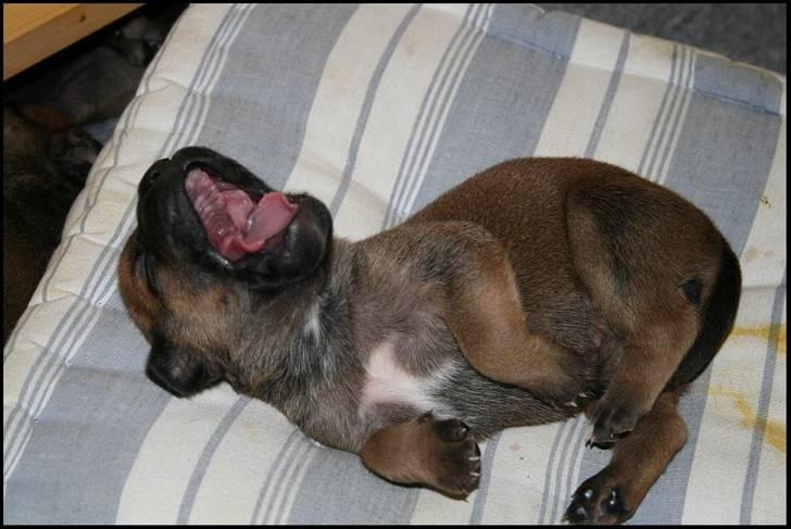 Bullmastiff Pi billede 7