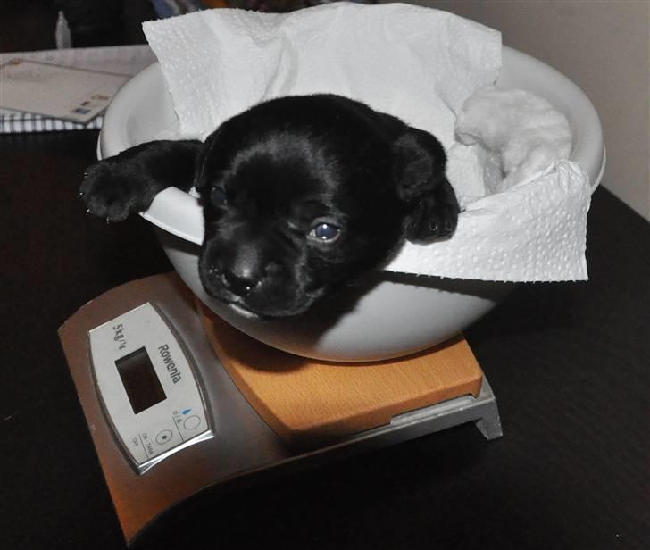 Blanding af racer Mario - Så skal jeg vejes :)= billede 17