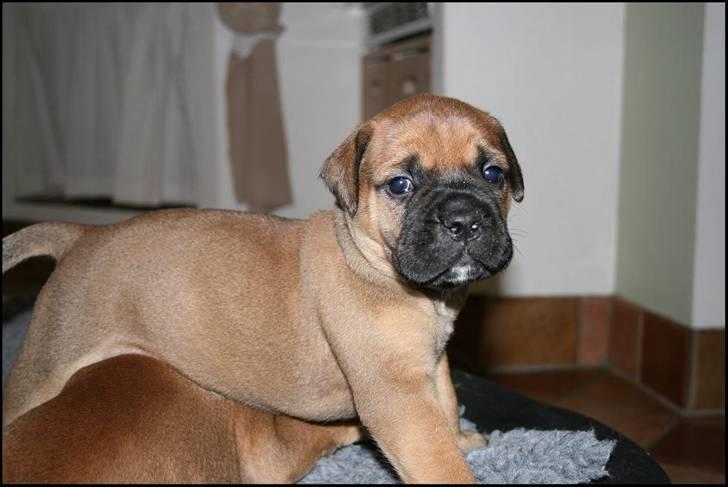 Bullmastiff Pi billede 8