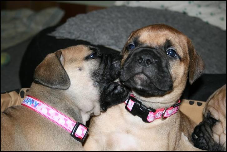 Bullmastiff Pi billede 9