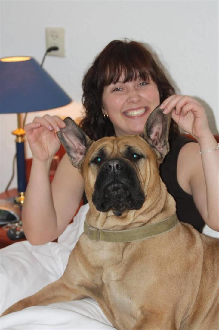 Bullmastiff Pi - min smukke mor...Brak´s Nagako Kuni/Bonnie billede 10