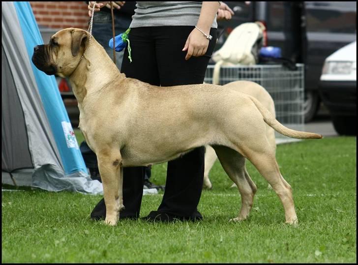 Bullmastiff Pi - ej seriøst...min mor kan faktisk godt se tæske lækker ud... :o) billede 12