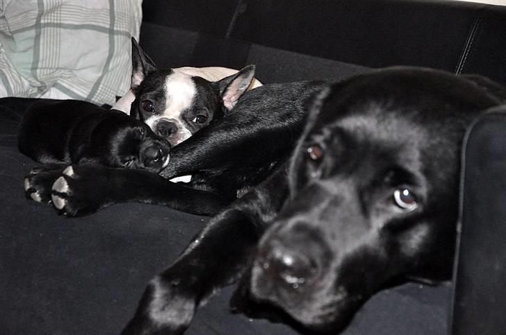 Labrador retriever Max <3 Himmelhund - Mig og min Dejlige familie :) billede 7