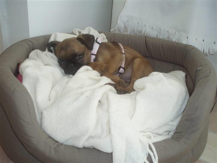 Blanding af racer Oda billede 16