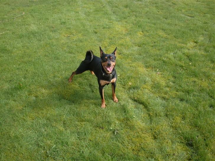 Blanding af racer *Chico* billede 2