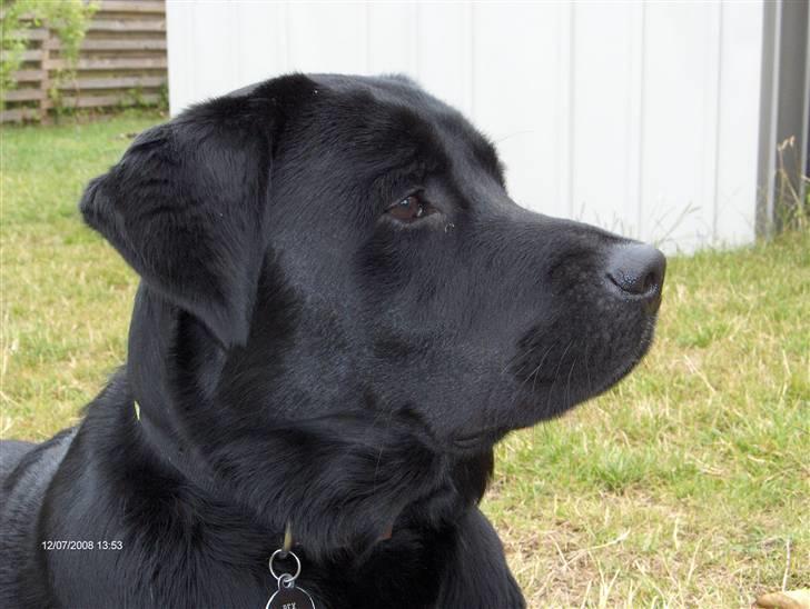 Labrador retriever Rex billede 2