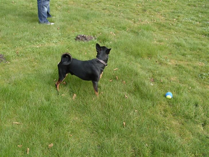 Blanding af racer *Chico* billede 3