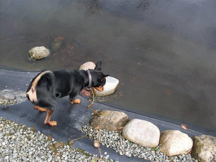 Blanding af racer *Chico* billede 4