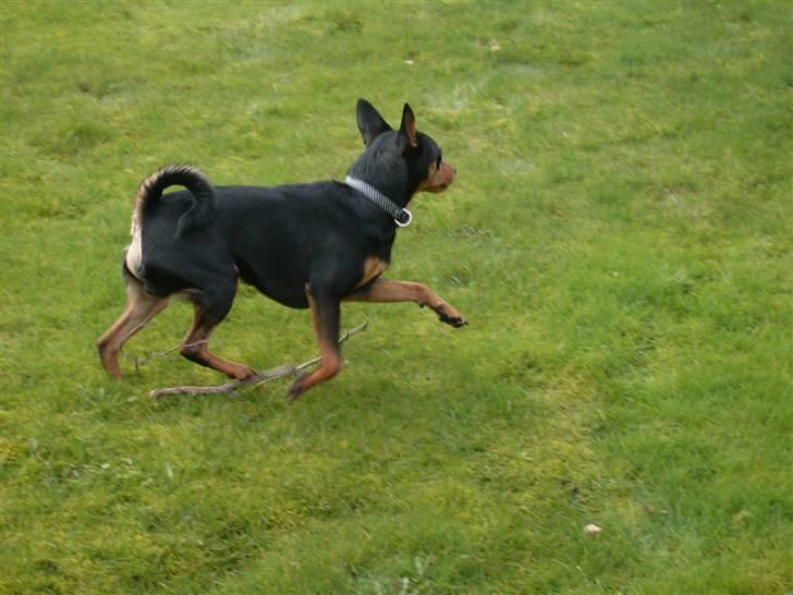 Blanding af racer *Chico* billede 6