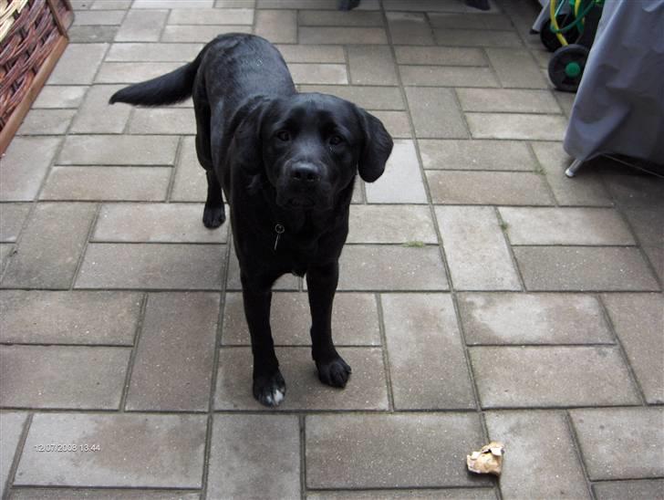 Labrador retriever Rex billede 3