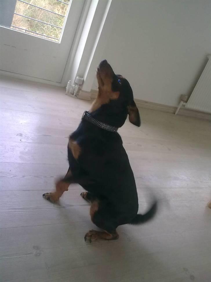 Blanding af racer *Chico* billede 7