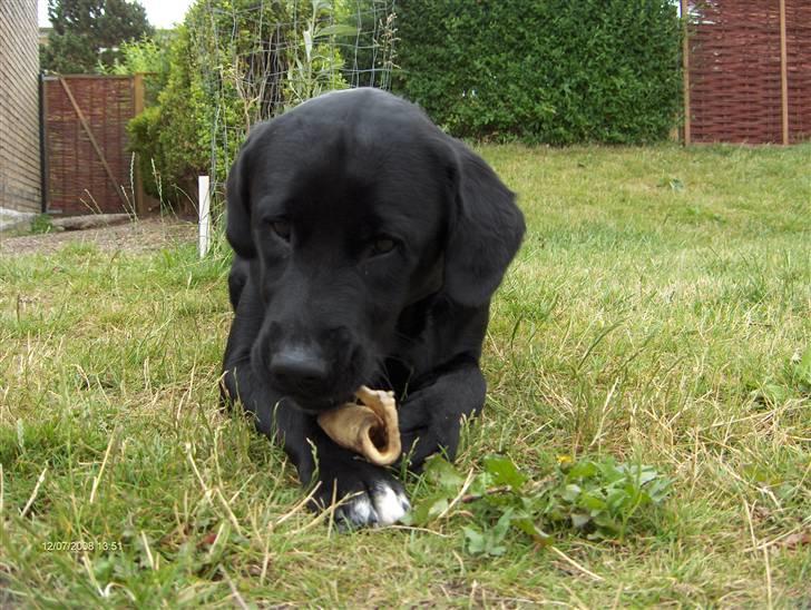 Labrador retriever Rex billede 5