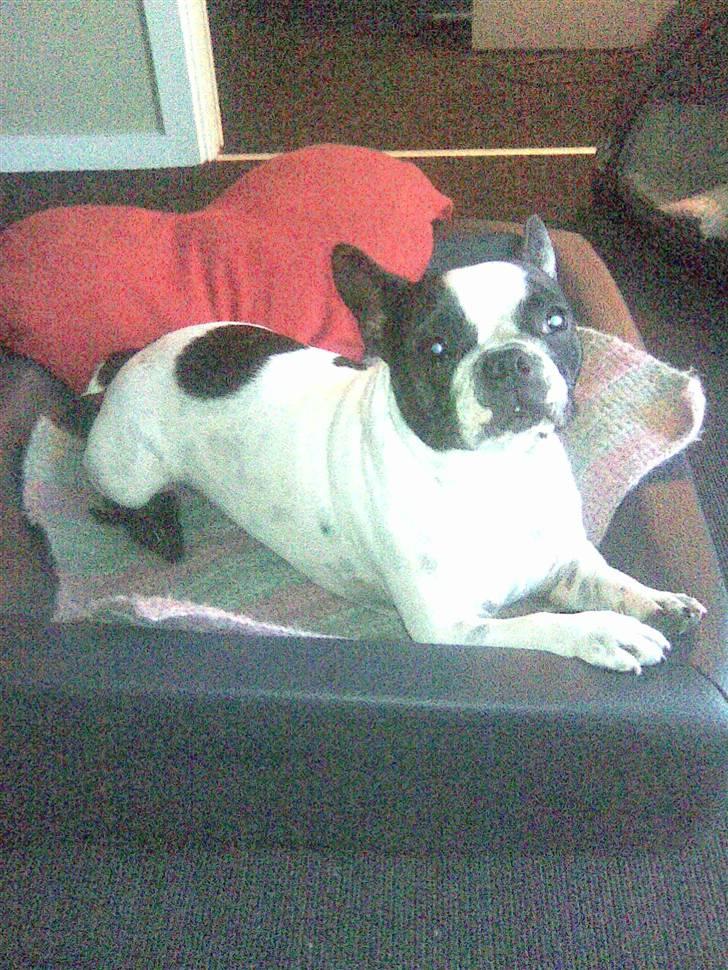 Boston terrier Zena - :) billede 14