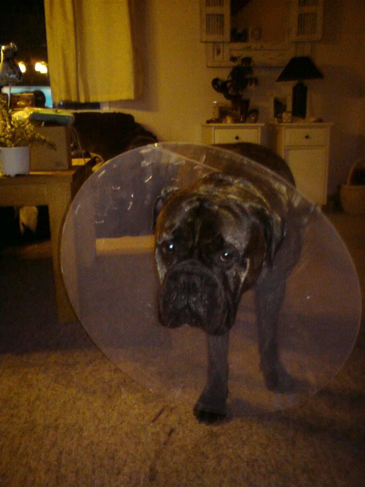 Bullmastiff Buller (DØD)7mdr 2012 billede 16