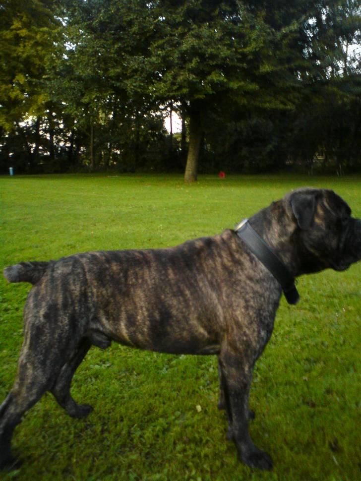 Bullmastiff Buller (DØD)7mdr 2012 - så blev det buller haleløs:) billede 17